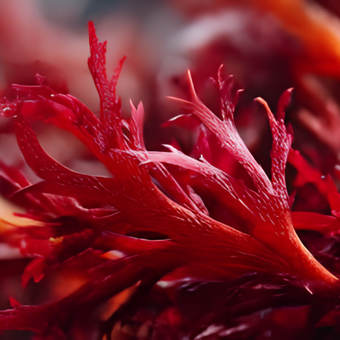 Liposomaler Astaxanthin Extrakt